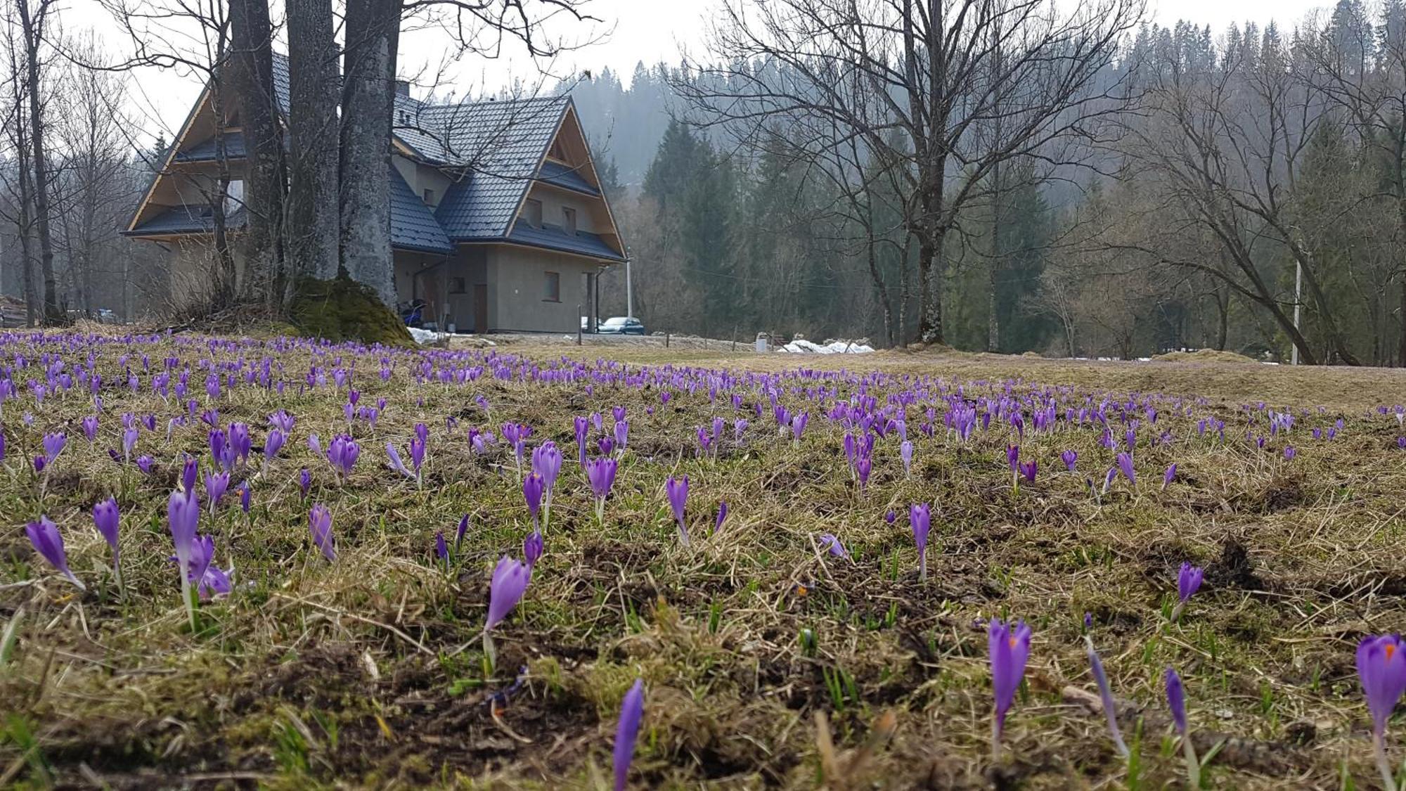 Dom Na Skraju Lasu Jurgów エクステリア 写真