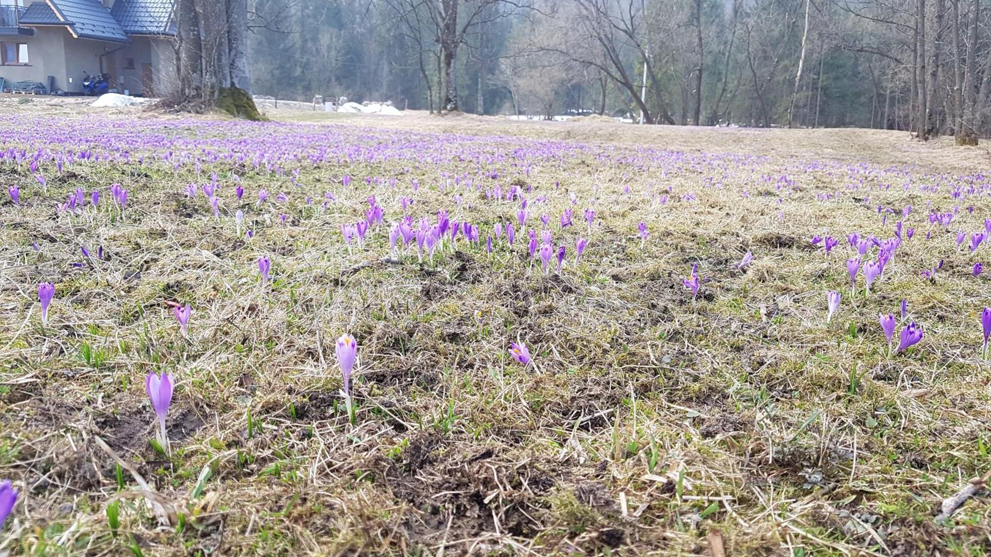 Dom Na Skraju Lasu Jurgów エクステリア 写真